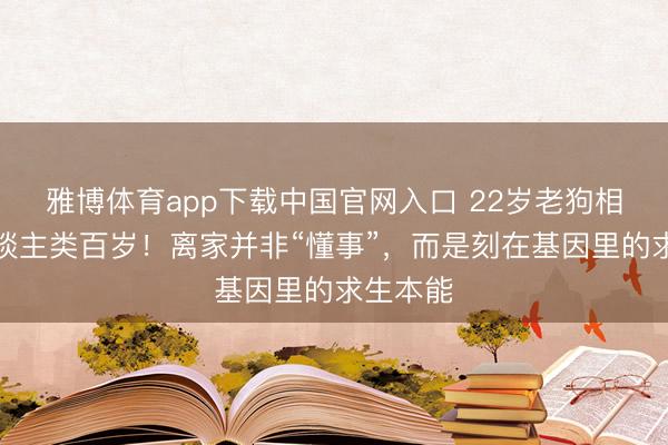 雅博体育app下载中国官网入口 22岁老狗相称于东谈主类百岁！离家并非“懂事”，而是刻在基因里的求生本能